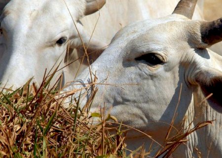Pará confirma caso de vaca louca no interior do estado.