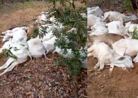 FRIO CASTIGA E MATA MAIS DE MIL CABEÇAS DE GADO EM FAZENDAS DE MATO GROSSO DO SUL