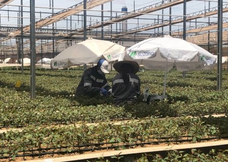 Novo viveiro da Suzano em Ribas do Rio Pardo (MS) produzirá até 35 milhões de mudas de eucalipto por ano