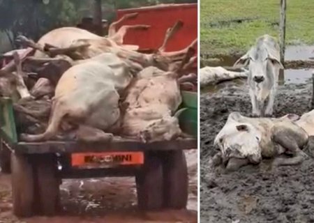 Pecuaristas de Nova Andradina e Batayporã amargam prejuízos com morte de gado provocada pela frente fria