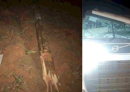 Motorista morre após ser atingido por tronco de eucalipto que se soltou de caminhão na BR-262