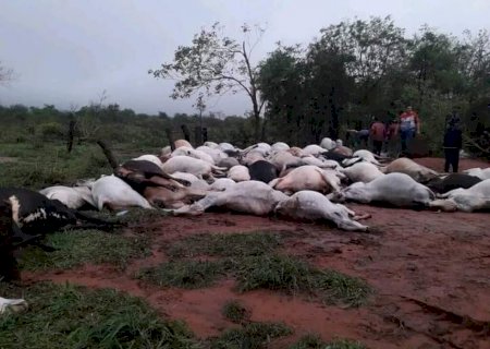 Raio mata 80 bois e dois cavalos em fazenda na fronteira com MS .