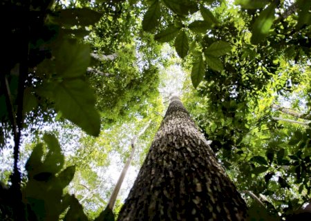 Fundo Amazônia recebe as primeiras doações dos EUA e da Suíça.