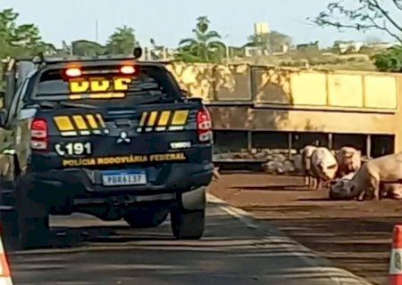 Caminhão carregado de porcos tomba em acidente na BR-376 entre Dourados e Fátima do Sul.