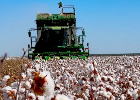 Produção global de algodão em 2024/25 deve aumentar 5,9%, diz Icac
