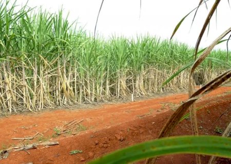 Brasil terá segunda maior safra de cana, segundo estimativa da Conab