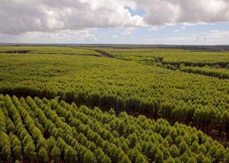 Suzano abre processos seletivos para diferentes áreas em Brasilândia, Ribas do Rio Pardo e Três Lagoas