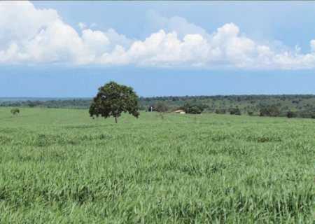 Verdana Agropecuária anuncia R$ 20 milhões em investimentos para ampliar projeto integrado de lavoura e pecuária em Camapuã (MS)