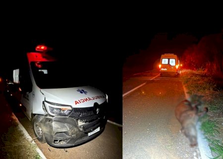 Ambulância bate em anta na MS-134, em Nova Andradina e passageira fica ferida
