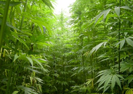 Planta proporciona 11 vezes mais rentabilidade que a soja, aponta estudo