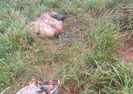 Ivinhema - Mais um animal abatido e furtado na região do Córrego Azul