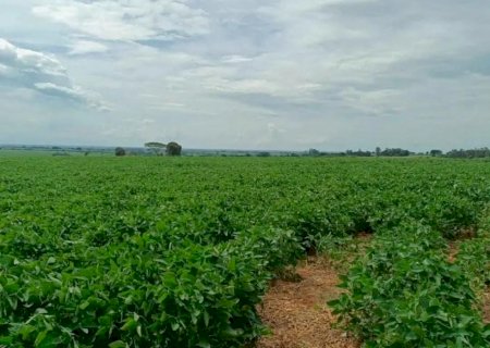 Produtor de MS pode pagar multa de R$ 5,2 mil se não declarar área de soja