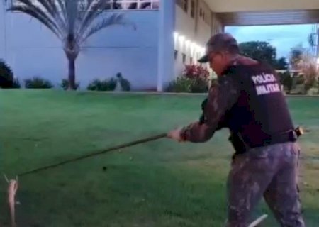 PMA captura cascavel no Campus da UEMS