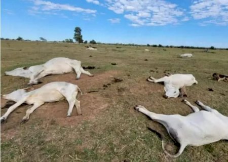 Frio intenso provoca morte de 74 animais em fazendas de Nova Andradina