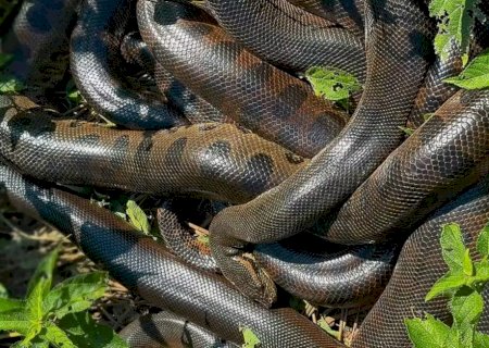Turistas registram acasalamento de serpentes as margens de rio no MS