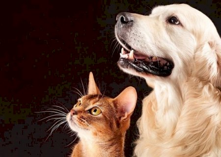 Atuação do MPMS resulta em acordo para fortalecer políticas de proteção animal em Ivinhema